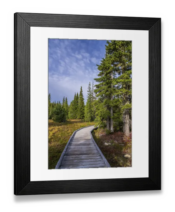 Framed Print : The wooden boardwalk through the alpine forest at Paradise Meadows in Strathcona Provincial Park