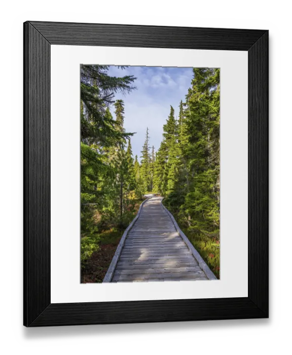 Framed Print : The wooden boardwalk through the forest at Paradise Meadows in Strathcona Provincial Park Framed Print : The wooden boardwalk through the forest at Paradise Meadows in Strathcona Provincial Park