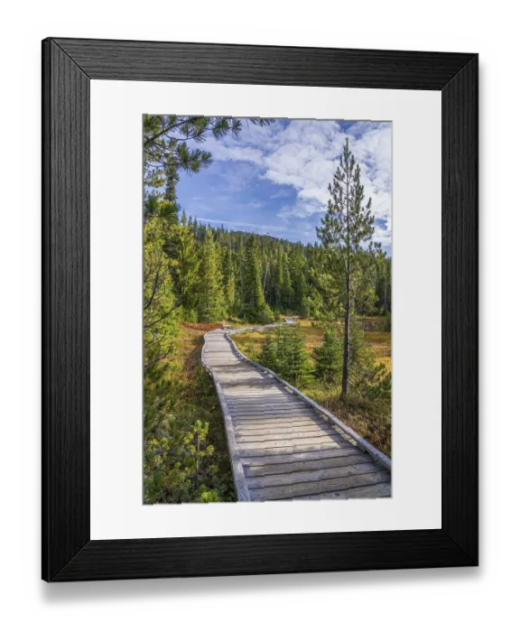 Framed Print : The wooden boardwalk through the forest at Paradise Meadows in Strathcona Provincial Park