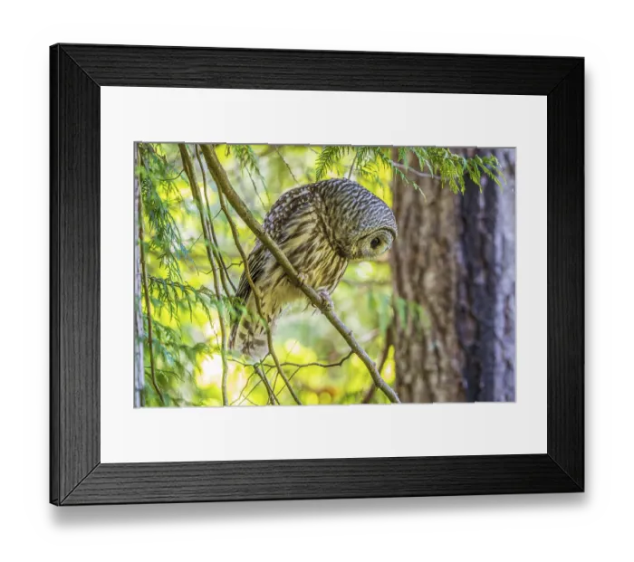 Framed Print : A Barred Owl (Strix varia) searches for prey from a tree in the forest Framed Print : A Barred Owl (Strix varia) searches for prey from a tree in the forest