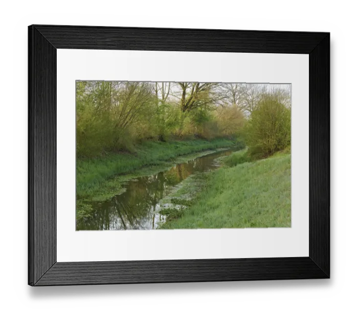 Framed Print : Small stream leads through forest with English oaks