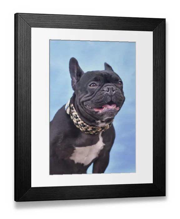 Framed Print : Panting black French Bulldog dog with woven paracord collar in front of blue background