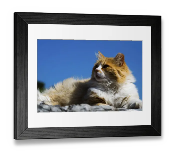 Framed Print : A fluffy orange and white cat lies relaxed in the sun under a blue sky Framed Print : A fluffy orange and white cat lies relaxed in the sun under a blue sky