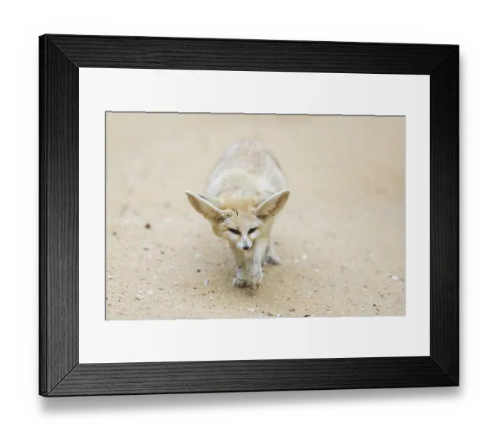 Framed Print : Fennec fox (Vulpes zerda) walking in the sand Framed Print : Fennec fox (Vulpes zerda) walking in the sand
