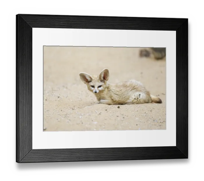 Framed Print : Fennec fox (Vulpes zerda) lying in the sand