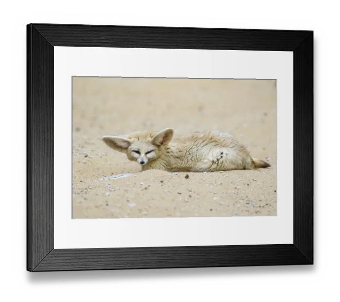 Framed Print : Fennec fox (Vulpes zerda) lying in the sand Framed Print : Fennec fox (Vulpes zerda) lying in the sand