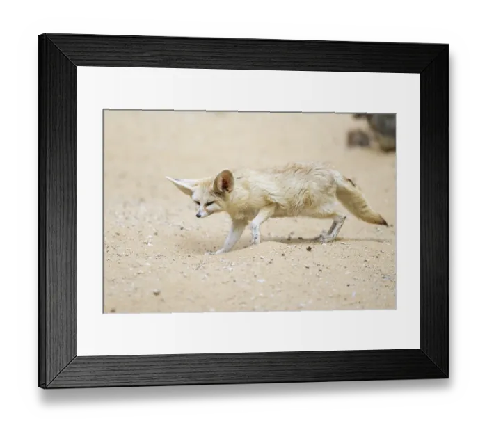 Framed Print : Fennec fox (Vulpes zerda) walking in the sand Framed Print : Fennec fox (Vulpes zerda) walking in the sand
