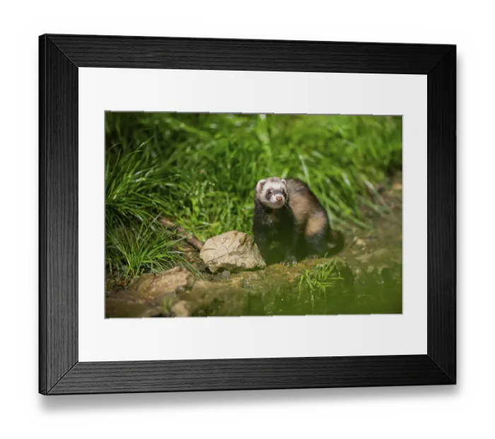 Framed Print : Ferret (Mustela putorius furo) on a rock Framed Print : Ferret (Mustela putorius furo) on a rock