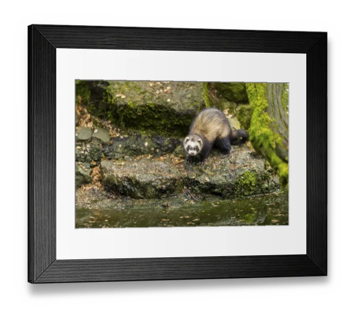 Framed Print : Ferret (Mustela putorius furo) on the edge of a little lake