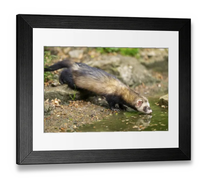 Framed Print : Ferret (Mustela putorius furo) on the edge of a little lake
