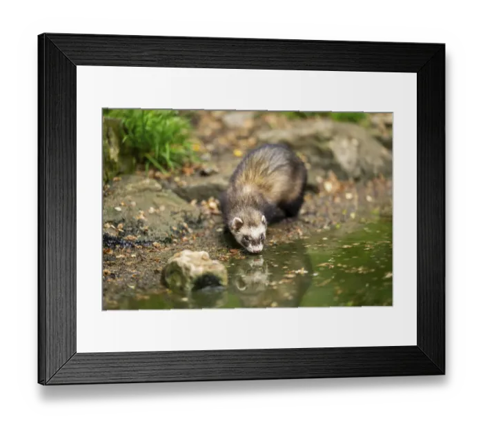 Framed Print : Ferret (Mustela putorius furo) on the edge of a little lake Framed Print : Ferret (Mustela putorius furo) on the edge of a little lake