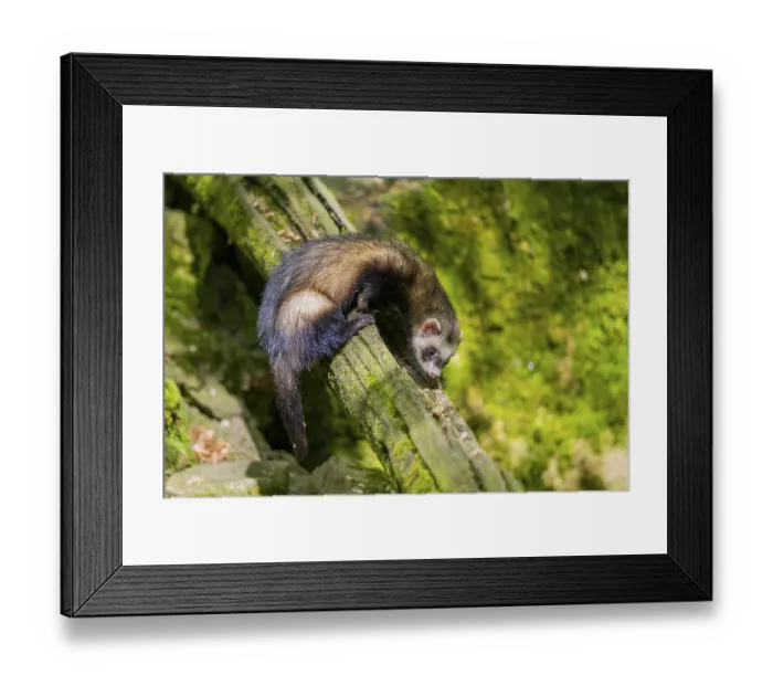 Framed Print : Ferret (Mustela putorius furo) on an old tree trunk