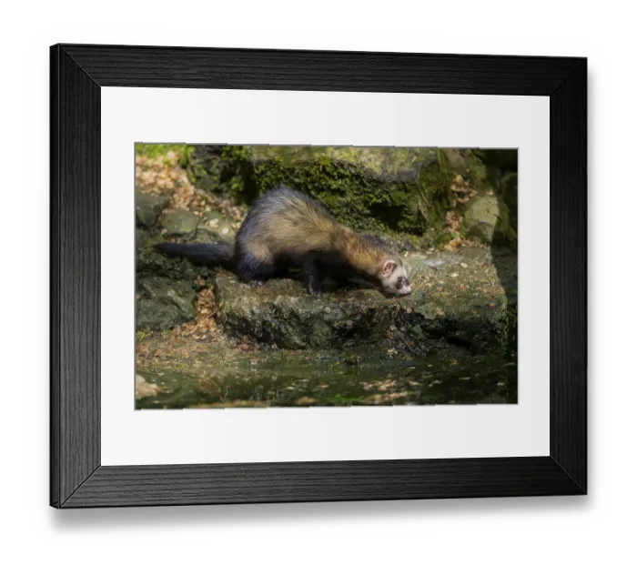 Framed Print : Ferret (Mustela putorius furo) on the edge of a little lake