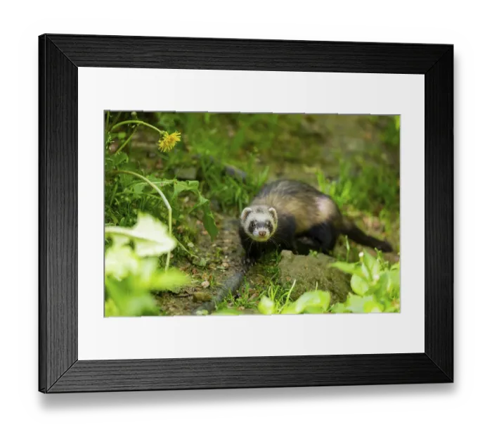 Framed Print : Ferret (Mustela putorius furo) on a rock