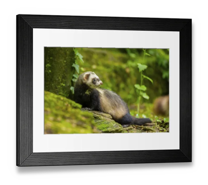 Framed Print : Ferret (Mustela putorius furo) on an old tree trunk