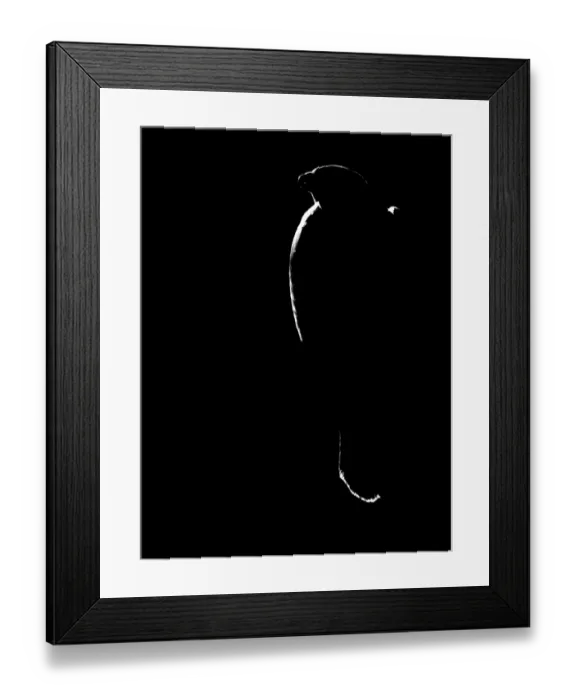 Framed Print : Bussard contours, Berlin, Germany