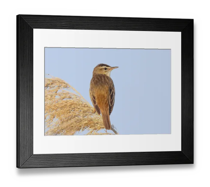 Framed Print : Reed Warbler (Acrocephalus schoenobaenus) sitting on a reed