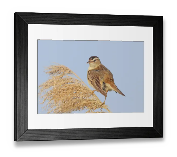 Framed Print : Reed Warbler (Acrocephalus schoenobaenus) sitting on a reed