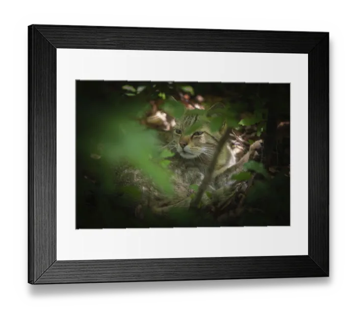 Framed Print : A wildcat rests in the shade