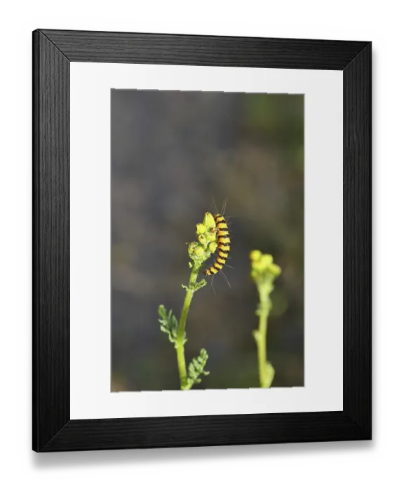 Framed Print : St. James's wort bear or blood bear (Tyria jacobaeae)
