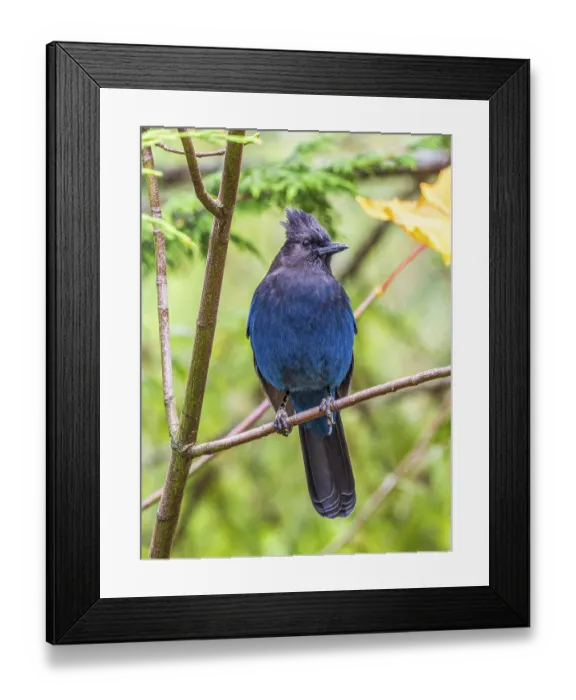 Framed Print : A Steller's Jay (Cyanocitta stelleri) perched in a maple tree