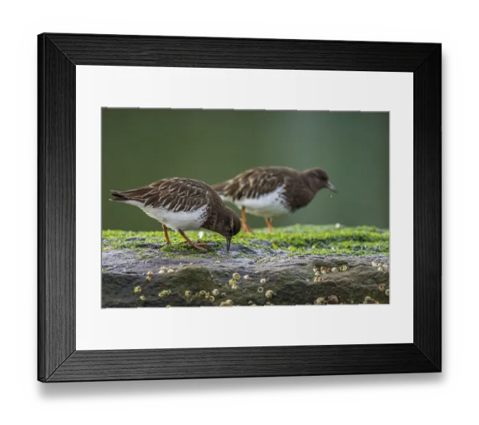 Framed Print : Two birds on a mossy rock, one pecking the ground