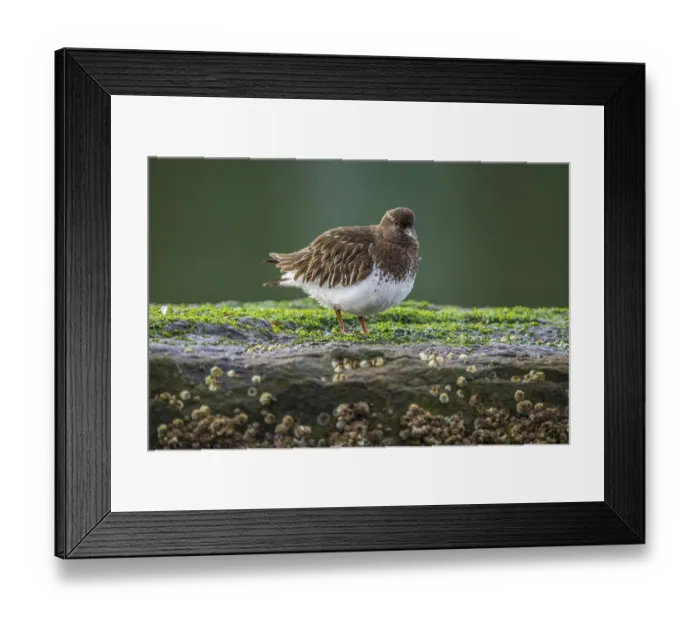 Framed Print : Bird resting on a moss-covered rock