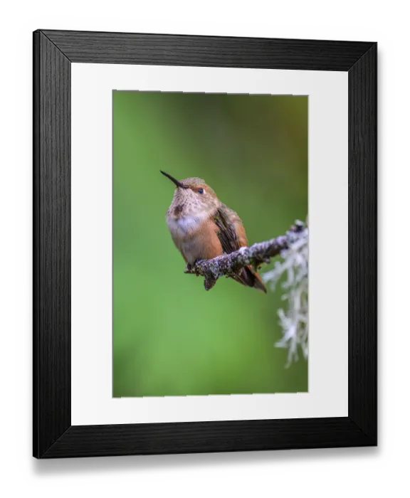Framed Print : A tiny male Rufous Hummingbird (Selasphorus rufus) perching on the end of a branch covered in lichens Framed Print : A tiny male Rufous Hummingbird (Selasphorus rufus) perching on the end of a branch covered in lichens
