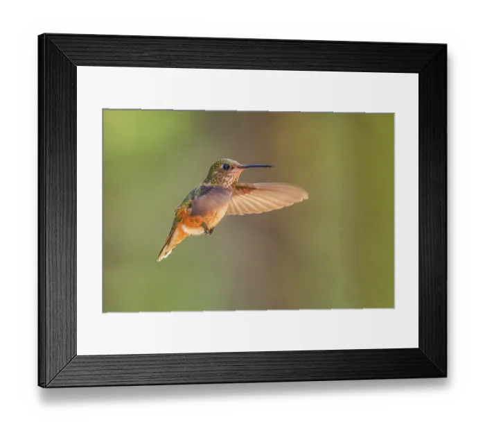 Framed Print : A female Rufous Hummingbird (Selasphorus rufus) hovering in mid-air