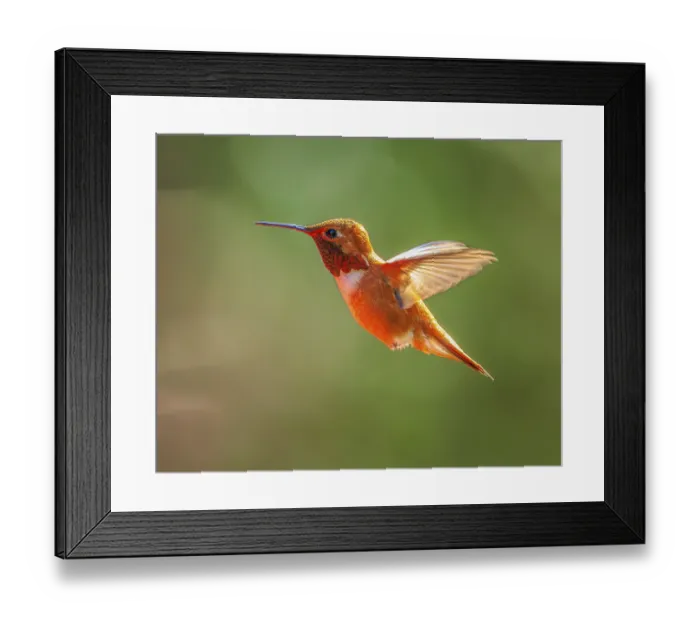 Framed Print : A male Rufous Hummingbird (Selasphorus rufus) hovering in mid-air