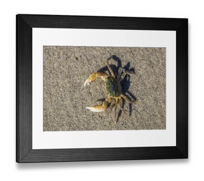 Framed Print : Oregon Shore Crab (Hemigrapsus oregonensis) on a sandy beach