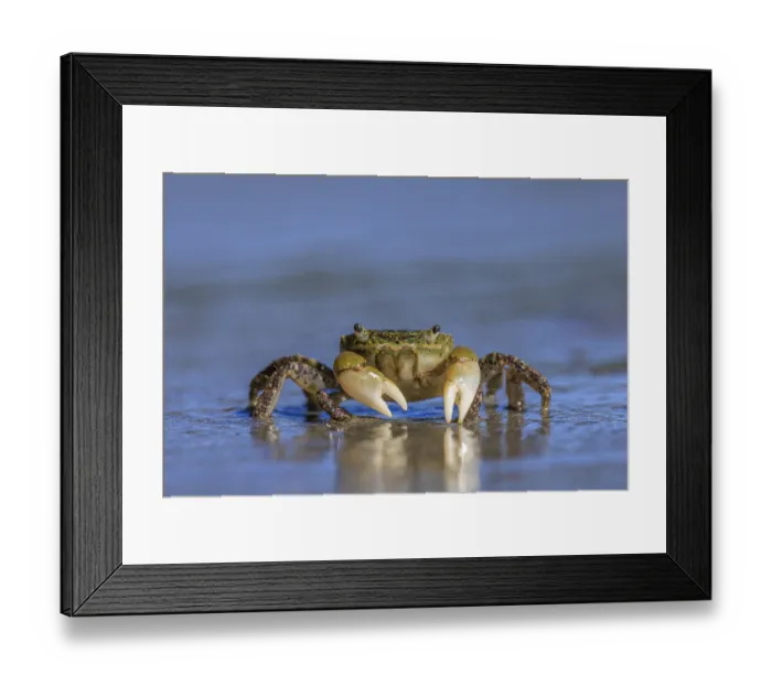 Framed Print : Oregon Shore Crab (Hemigrapsus oregonensis) walking across wet sand Framed Print : Oregon Shore Crab (Hemigrapsus oregonensis) walking across wet sand