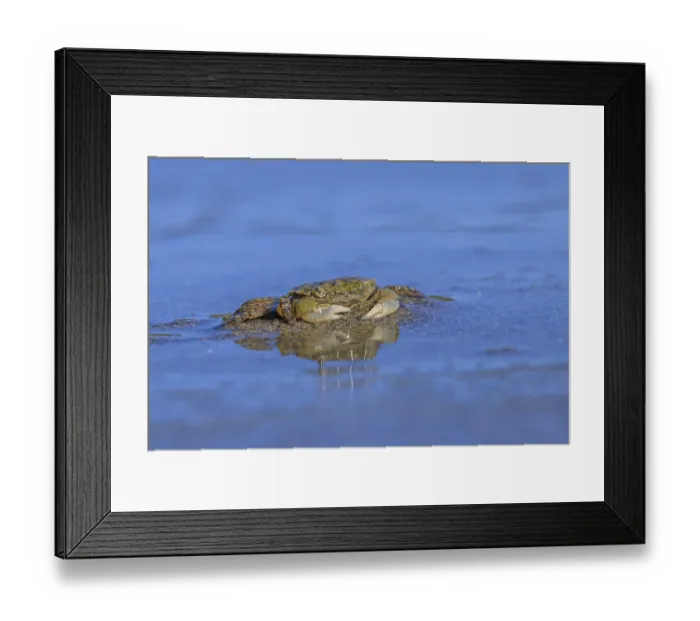 Framed Print : Oregon Shore Crab (Hemigrapsus oregonensis) burrowing in wet sand Framed Print : Oregon Shore Crab (Hemigrapsus oregonensis) burrowing in wet sand