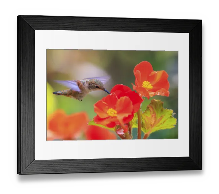 Framed Print : A Rufous hummingbird (Selasphorus rufus) hovering with his beak in a bright red Begonia flower