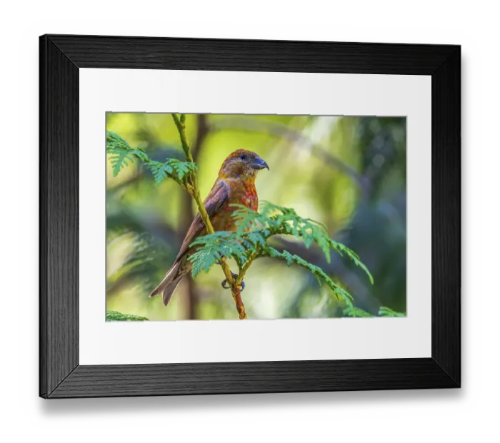 Framed Print : A male Red Crossbill (Loxia curvirostra) perched in a cedar tree