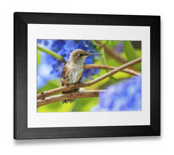 Framed Print : A Rufous hummingbird (Selasphorus rufus) perched on a branch surrounded by blue hydrangea flowers