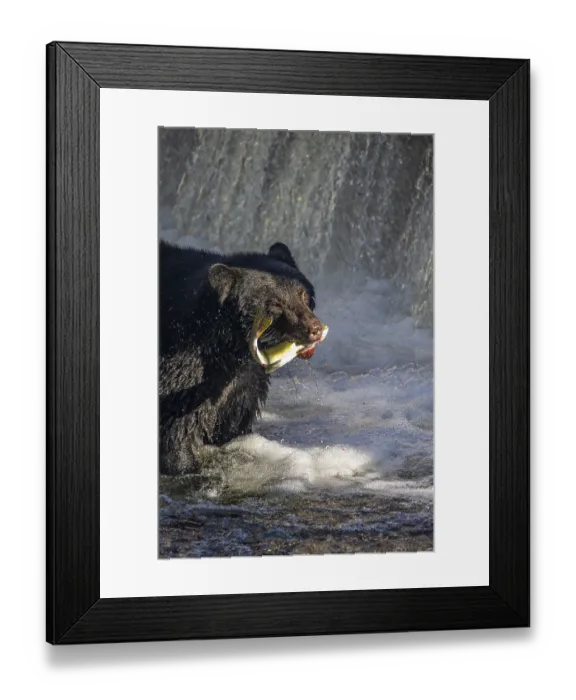 Framed Print : A black bear (Ursus americanus) wading in the water to catch a small salmon
