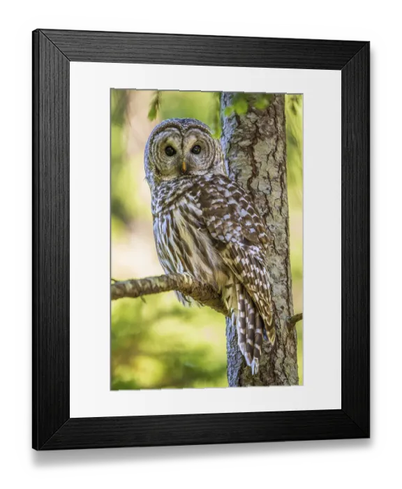 Framed Print : A Barred Owl (Strix varia) perching on a tree branch in a forest