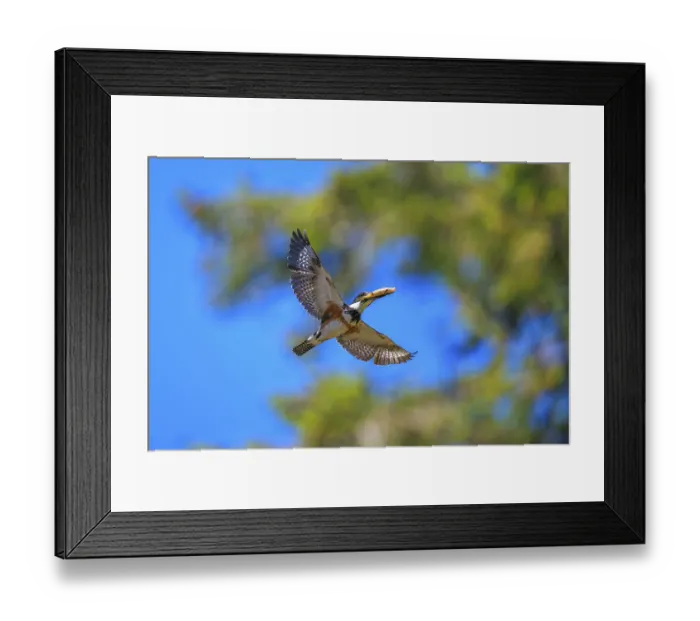 Framed Print : A Belted Kingfisher (Megaceryle alcyon) flying with its catch