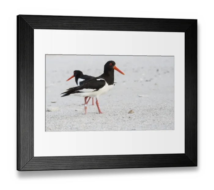 Framed Print : An oystercatcher (Haematopus ostralegus) with a long red beak