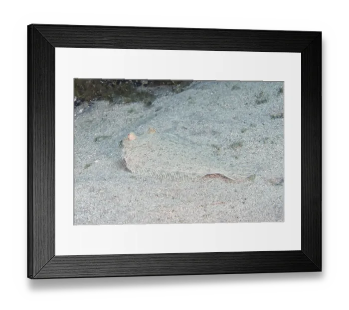 Framed Print : Wide-eyed turbot (Bothus podas maderensis)