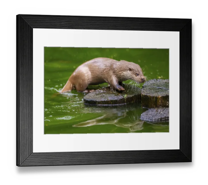Framed Print : Eurasian otter (Lutra lutra) on an old tree trunk in the water