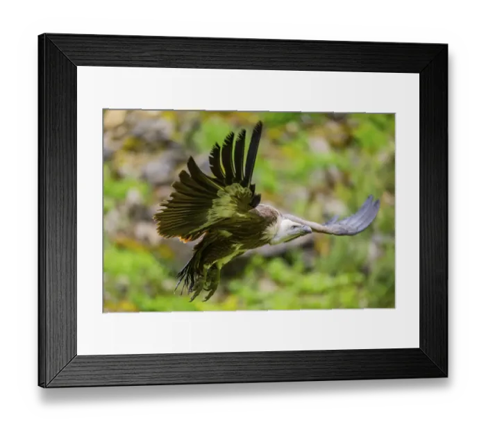 Framed Print : Eurasian griffon vulture (Gyps fulvus) flying Framed Print : Eurasian griffon vulture (Gyps fulvus) flying