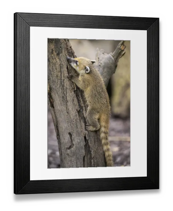 Framed Print : South American coati (Nasua nasua) youngster klimbing a little tree