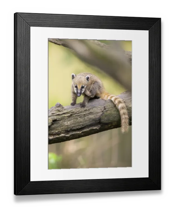 Framed Print : South American coati (Nasua nasua) youngsters klimbing in a tree