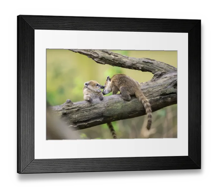 Framed Print : South American coati (Nasua nasua) youngsters klimbing in a tree Framed Print : South American coati (Nasua nasua) youngsters klimbing in a tree