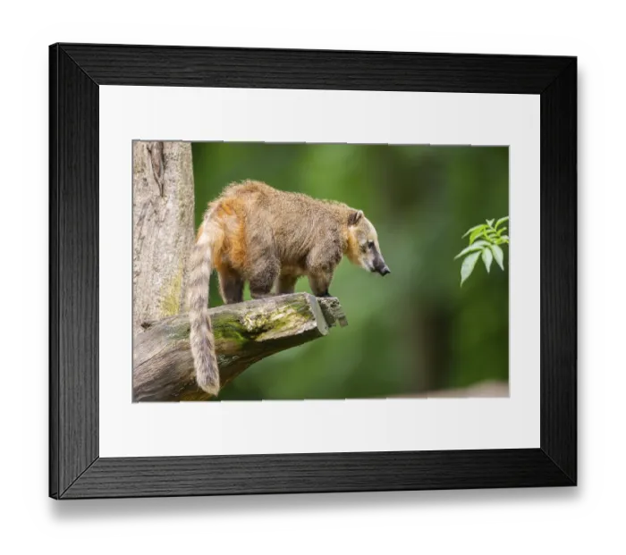 Framed Print : South American coati (Nasua nasua) on an old tree trunk