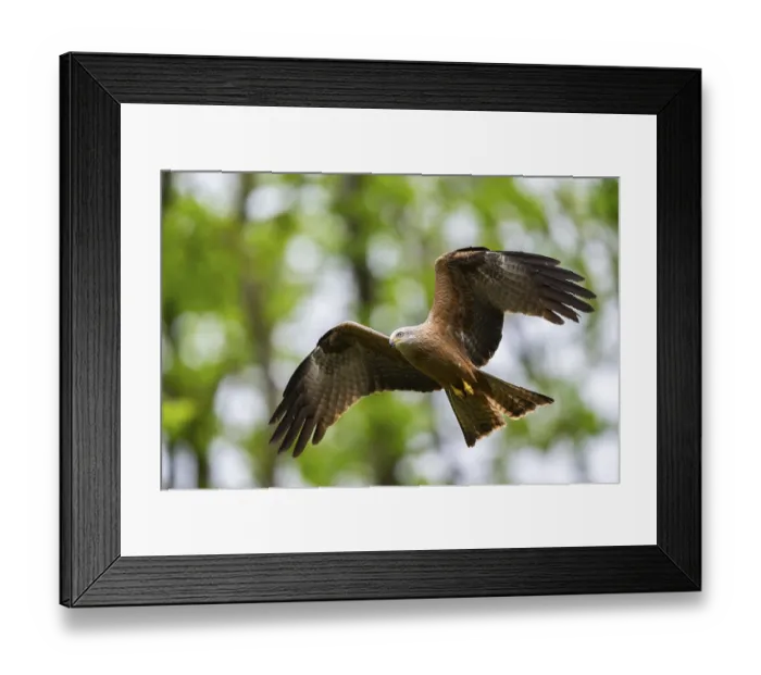 Framed Print : Black kite (Milvus migrans) flying in a forest in early summer