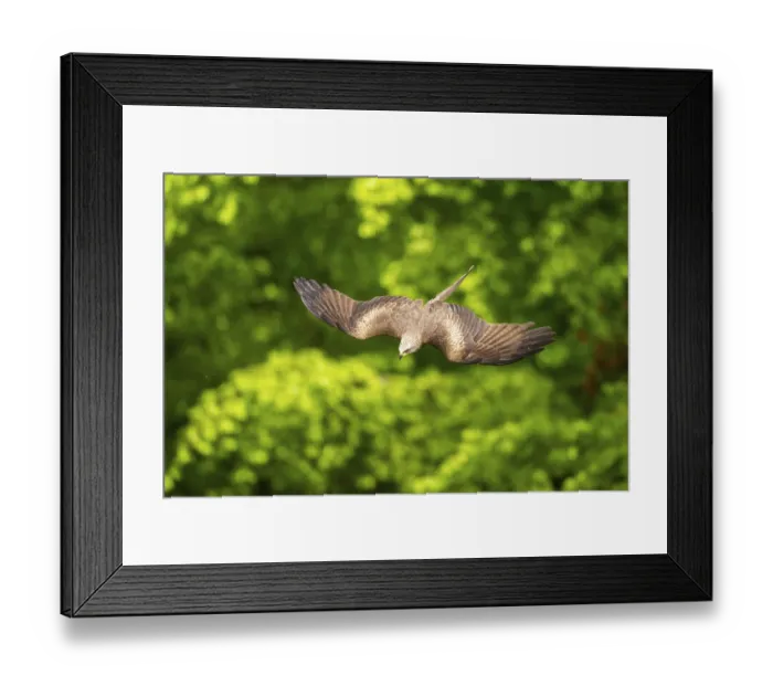 Framed Print : Black kite (Milvus migrans) flying in a forest in early summer Framed Print : Black kite (Milvus migrans) flying in a forest in early summer