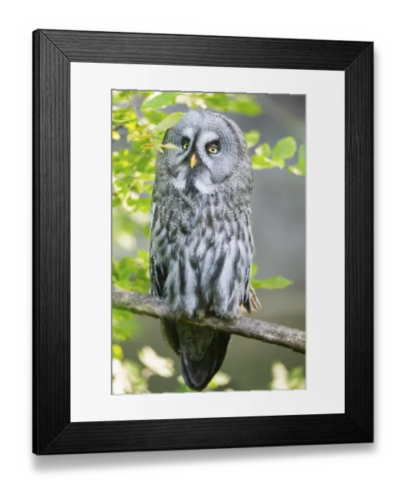 Framed Print : Ural owl (Strix uralensis) sitting on a branch